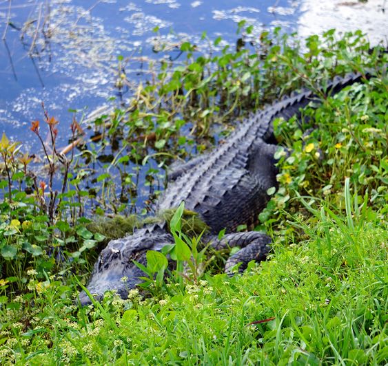 animals | Wetlands Park